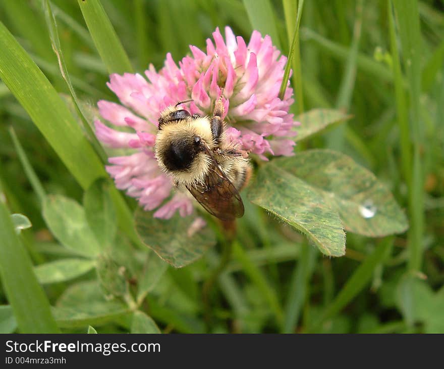 Bee on the clover