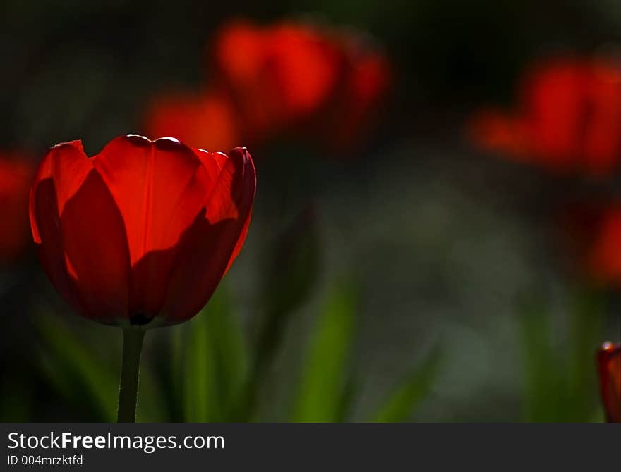 Group of Red Tulips (Tulipa - Red Impression - Drawin Tulip) tops glow in the sun. Group of Red Tulips (Tulipa - Red Impression - Drawin Tulip) tops glow in the sun