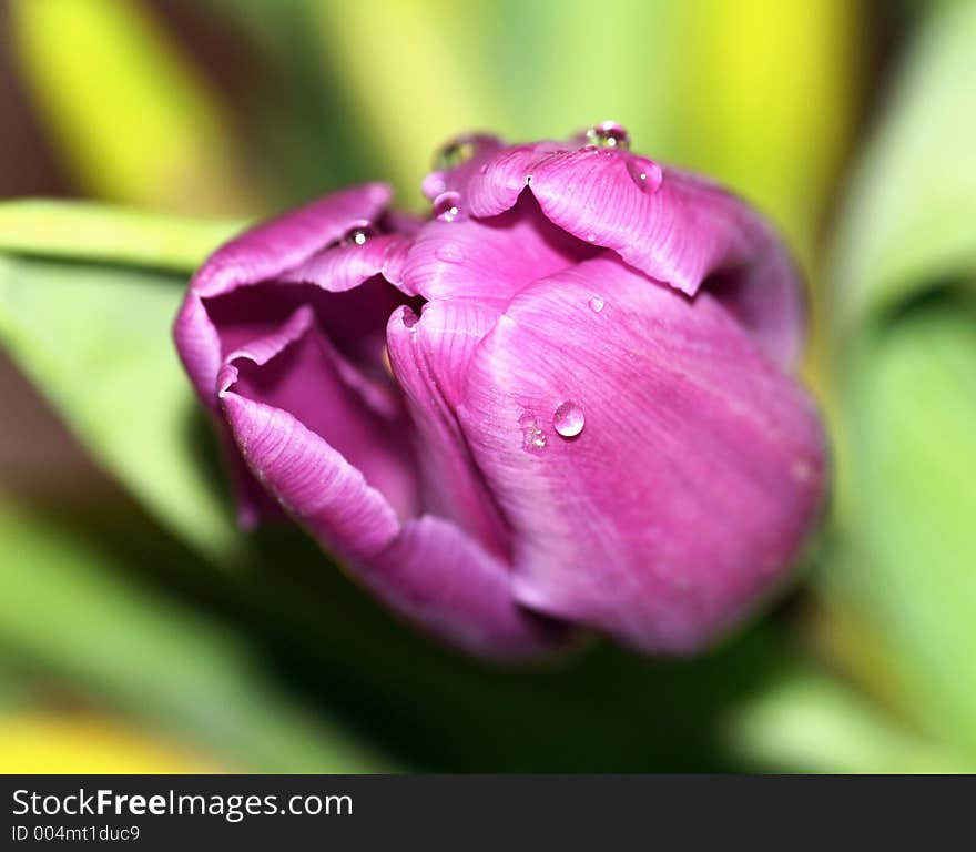Tulip macro with rain drops. Tulip macro with rain drops