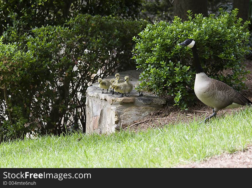 Baby Geese and Their Mom