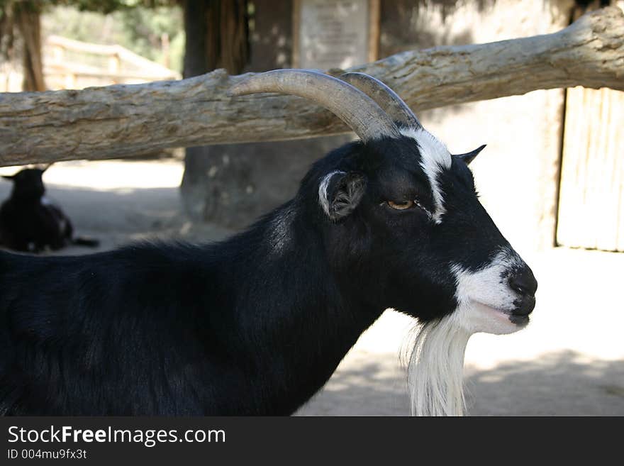 Black goat