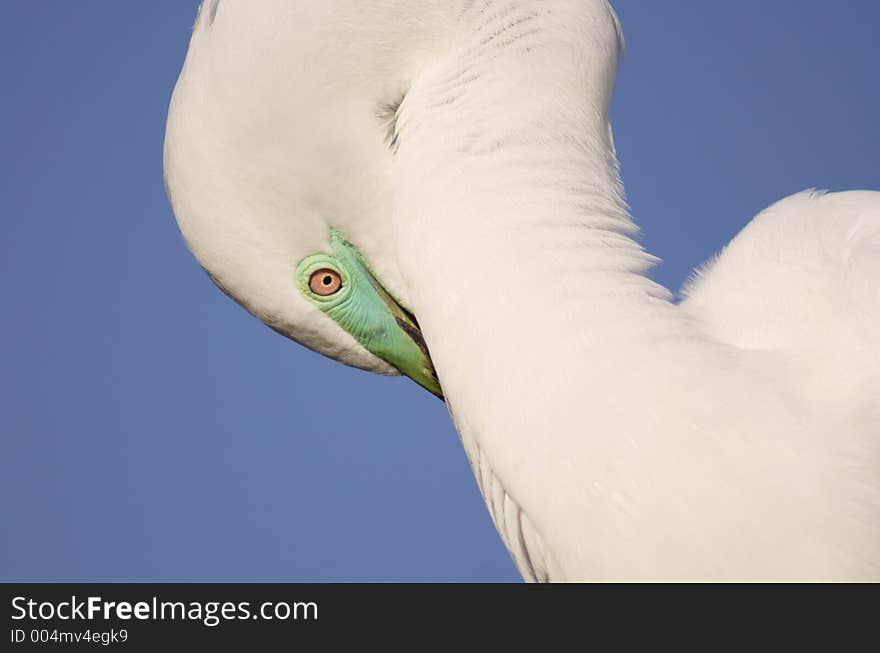 Great Egret, Fl. Great Egret, Fl