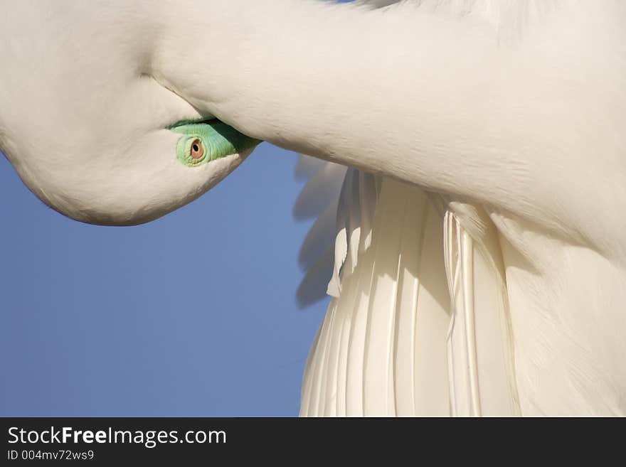 Great Egret, Hide