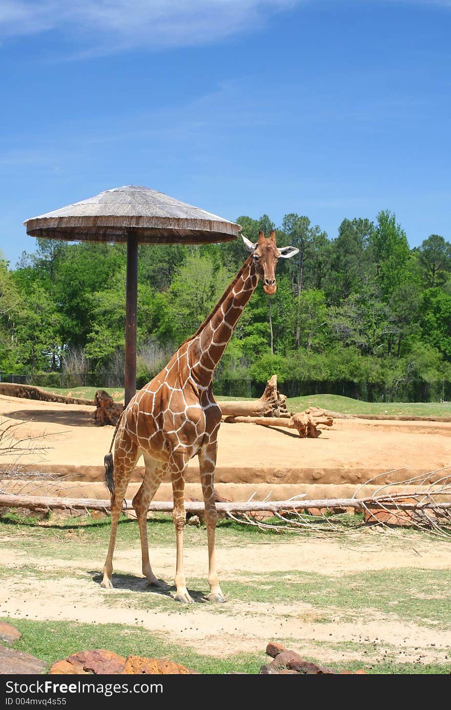 Giraffe at Zoo