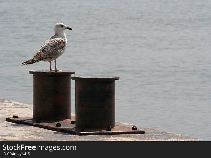 Gull on pier watching the sea. Gull on pier watching the sea