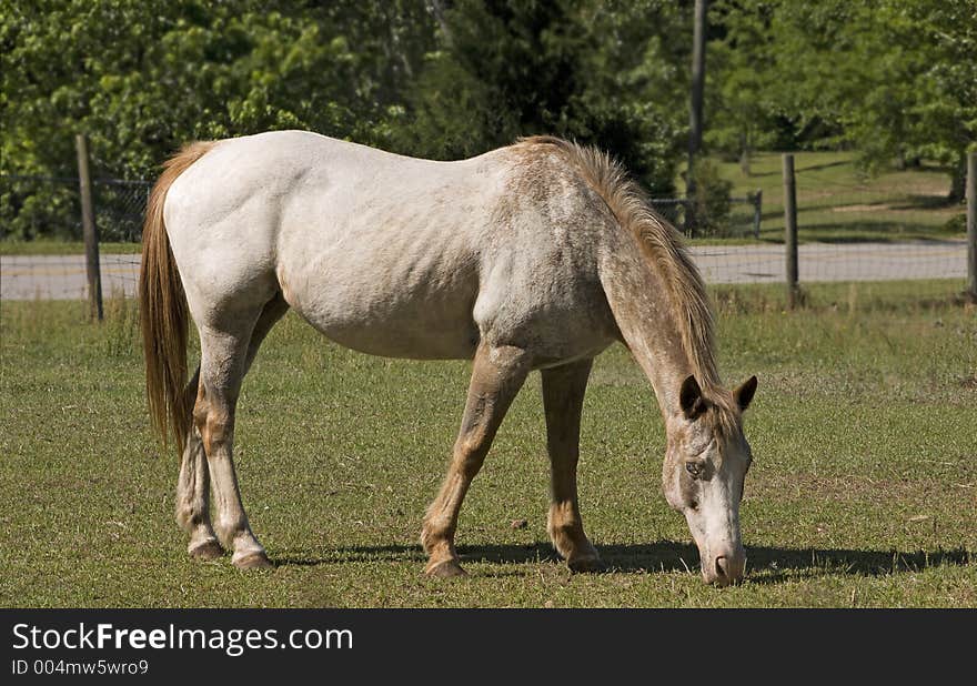 Appaloosa mare grazing in pasture. Appaloosa mare grazing in pasture