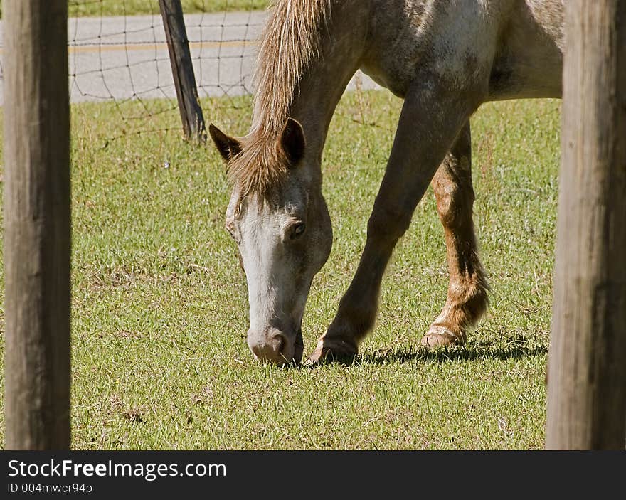 Abstract crop of horse grazing. Abstract crop of horse grazing