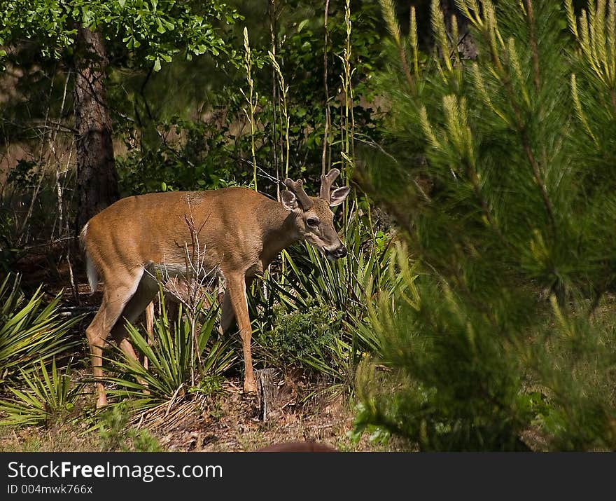 Young White Tail deer slipping through the woods. Young White Tail deer slipping through the woods