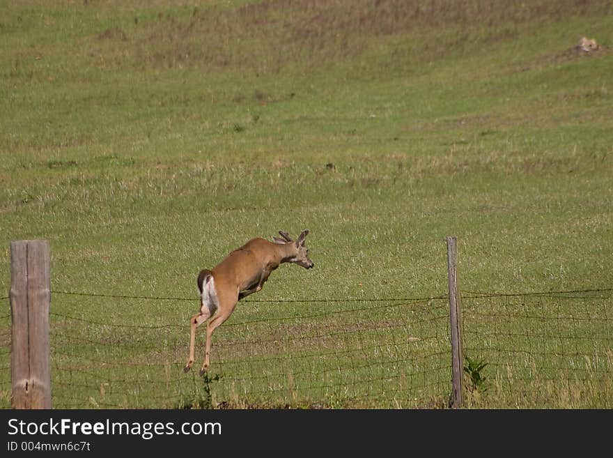 Young whitetail buck leaping over pasture fence. Young whitetail buck leaping over pasture fence