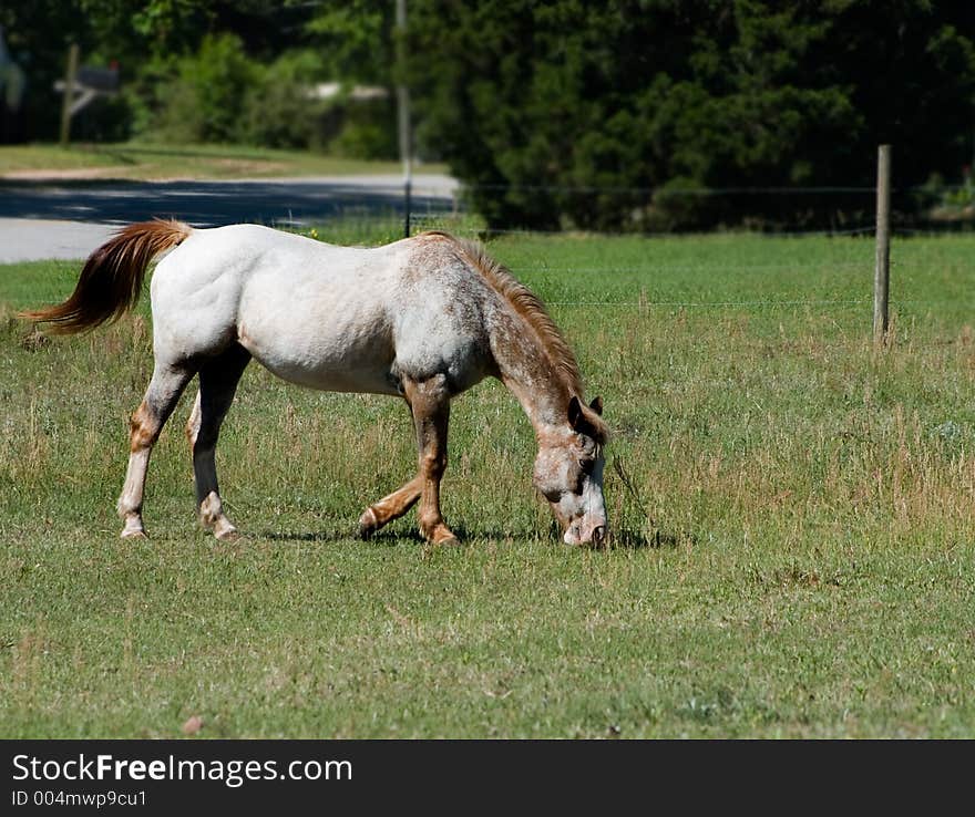 Appaloosa Mare grazing in a pasture. Appaloosa Mare grazing in a pasture