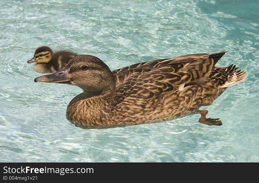 Baby duck with mother taking first swim. Baby duck with mother taking first swim