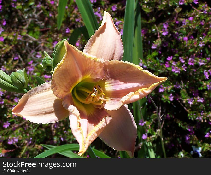 Flowering plant. Flowering plant