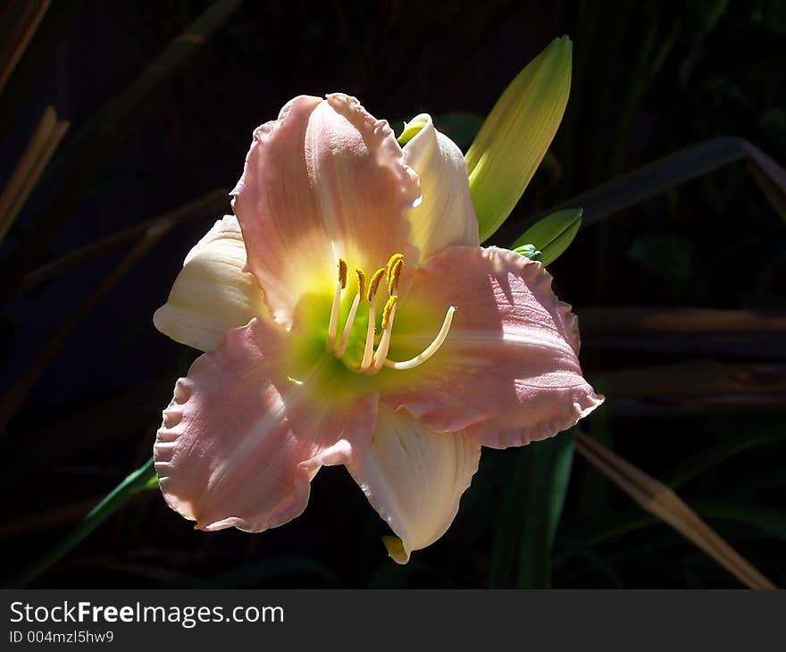 Flowering plant. Flowering plant