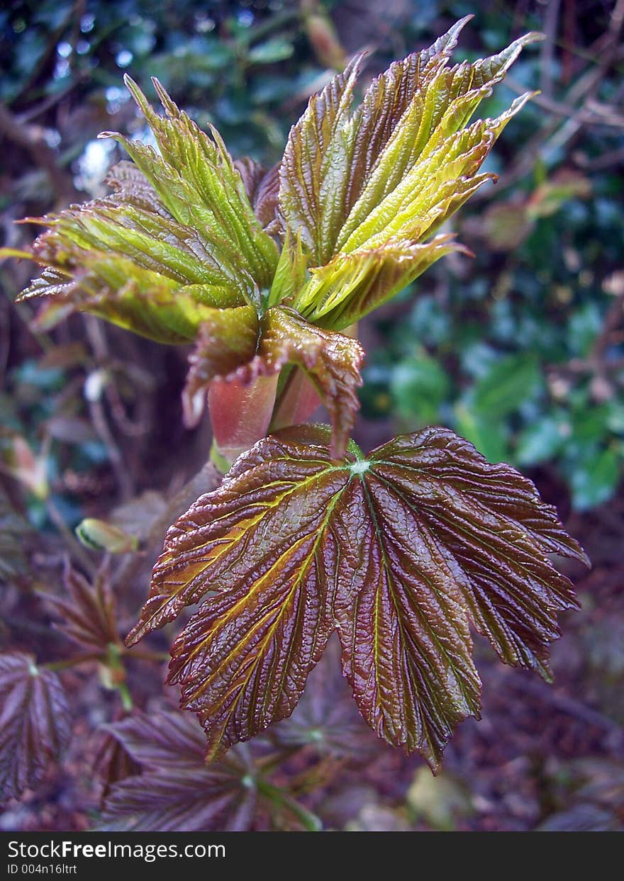 First signs of spring