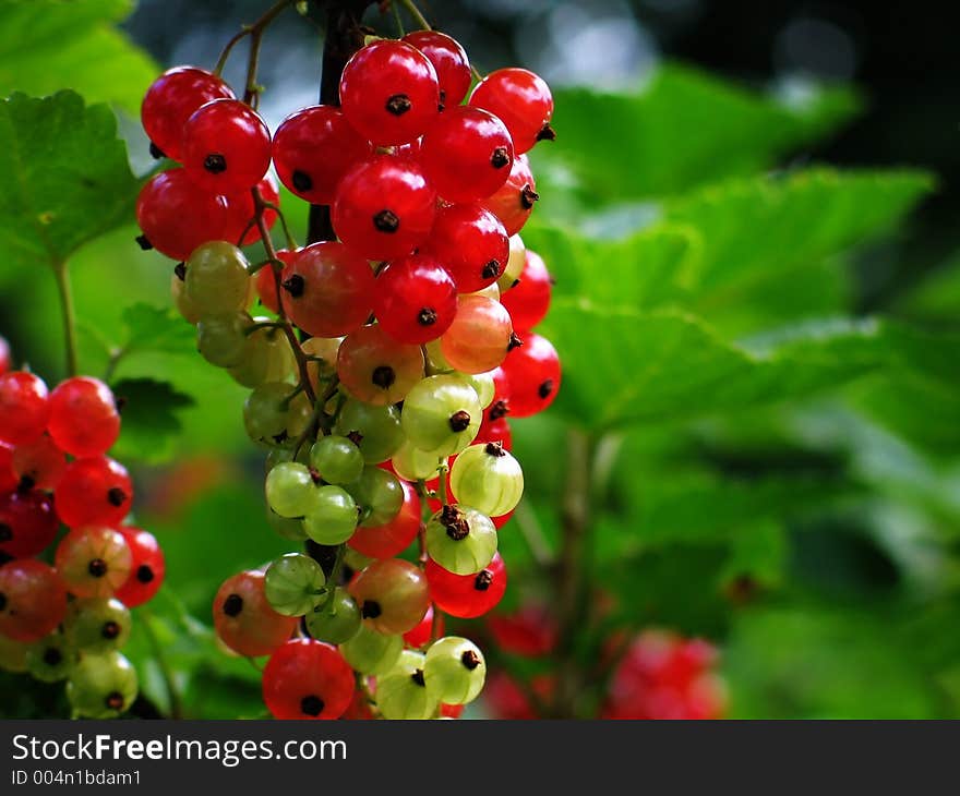 Almost Ripe Currant Cluster