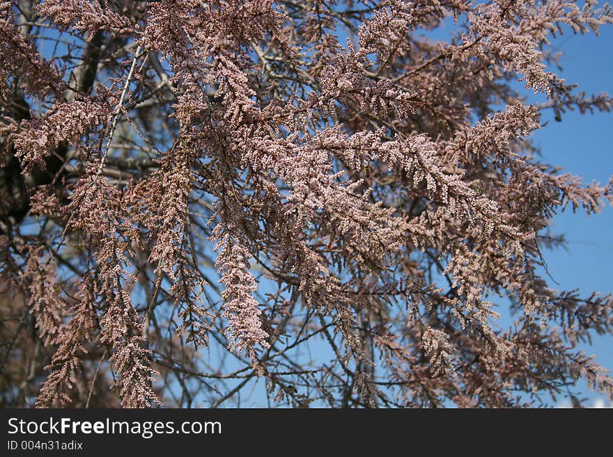 Flowering tree against bright blue sky. Flowering tree against bright blue sky