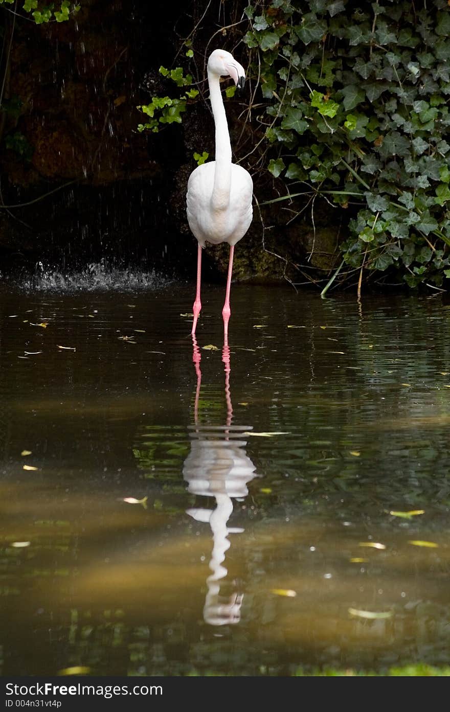 Flamingo Reflection