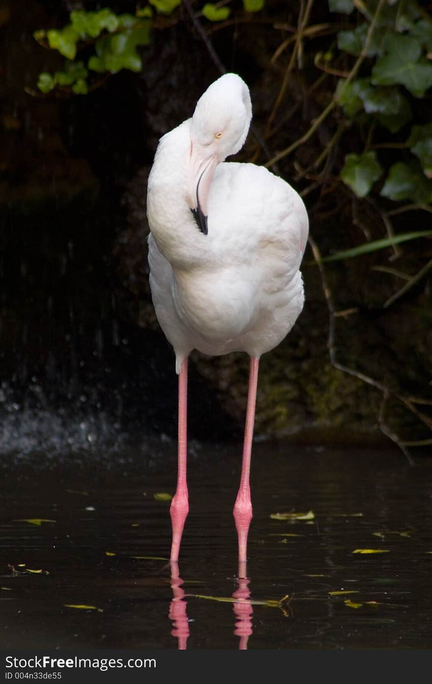 A Chilean Flamingo wades in a pool of water.