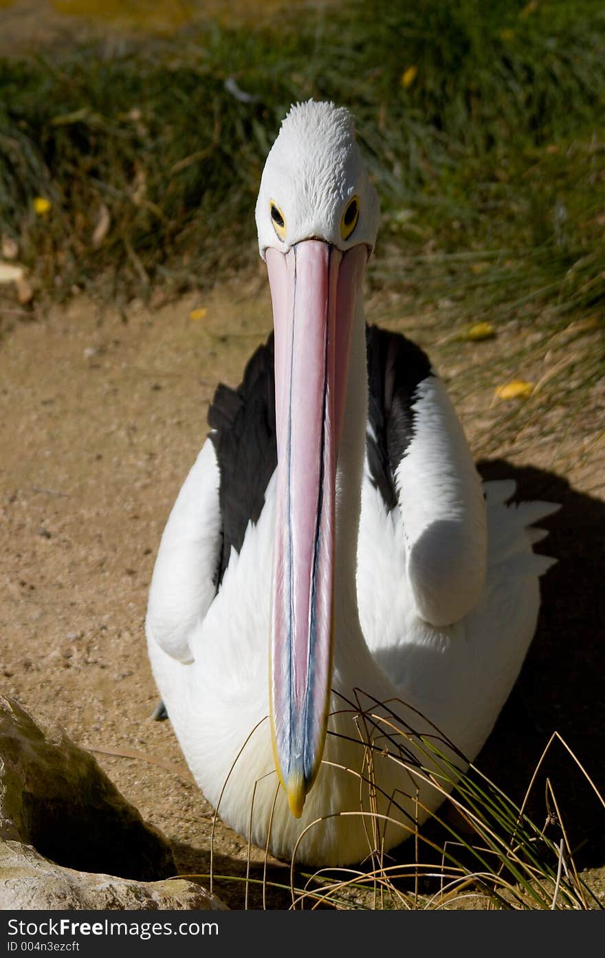 An Australian Pelican sitting on the ground. An Australian Pelican sitting on the ground.