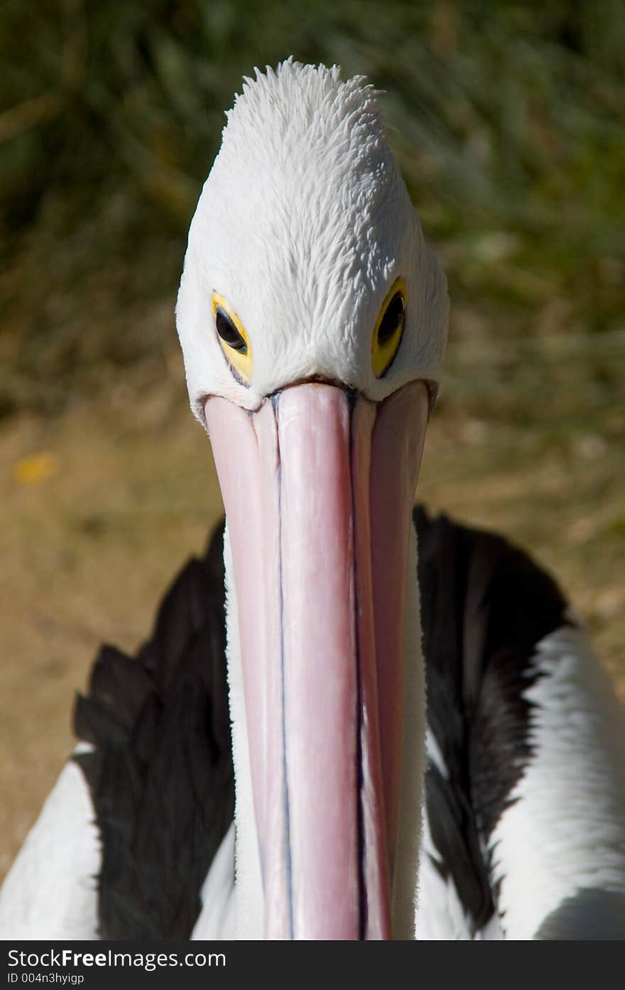 A closeup photograph of a pelican's head. A closeup photograph of a pelican's head.