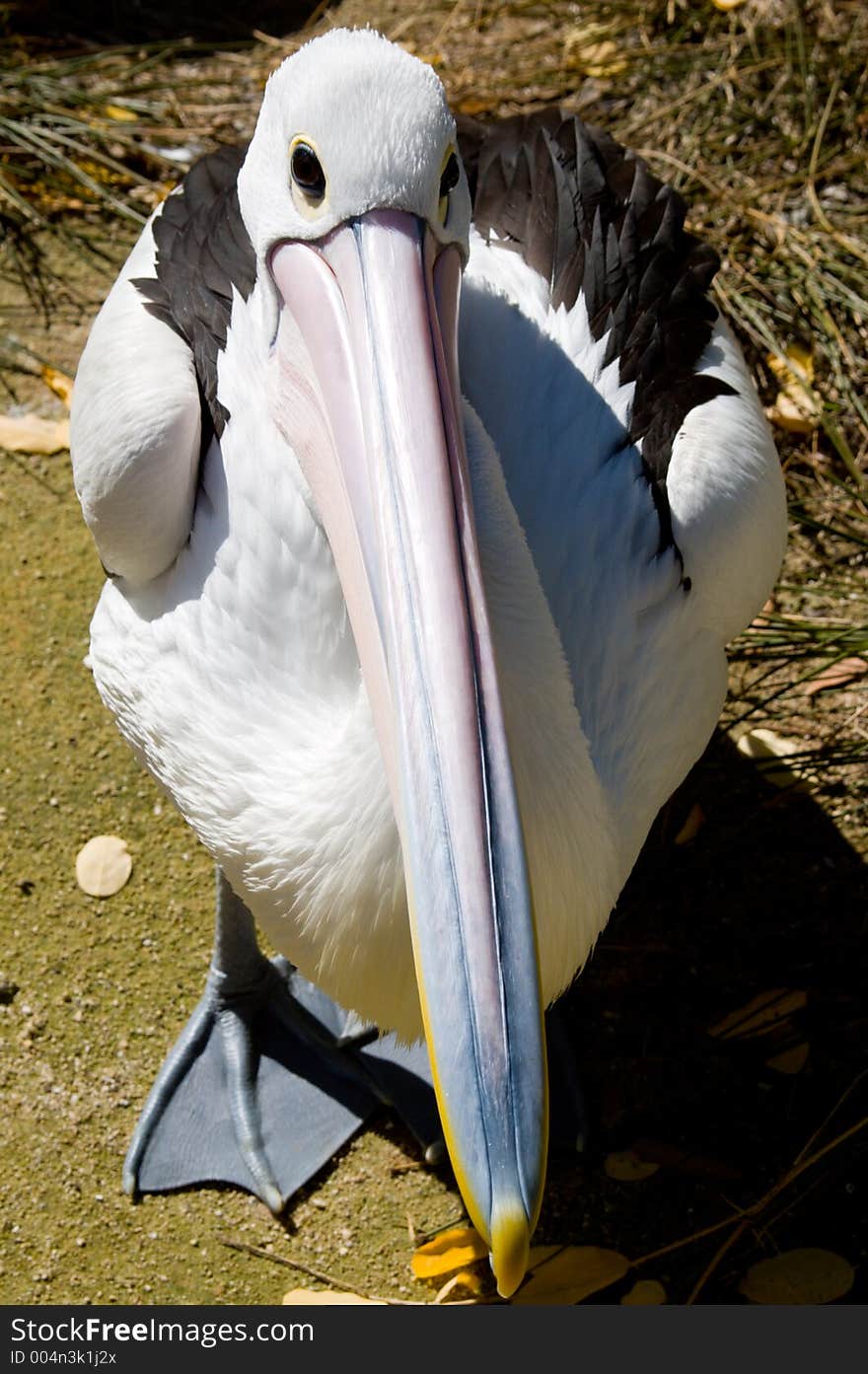 A pelican poses for a photograph. A pelican poses for a photograph.