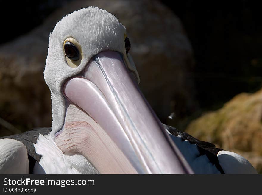 A closeup shot of a pelican's head. A closeup shot of a pelican's head