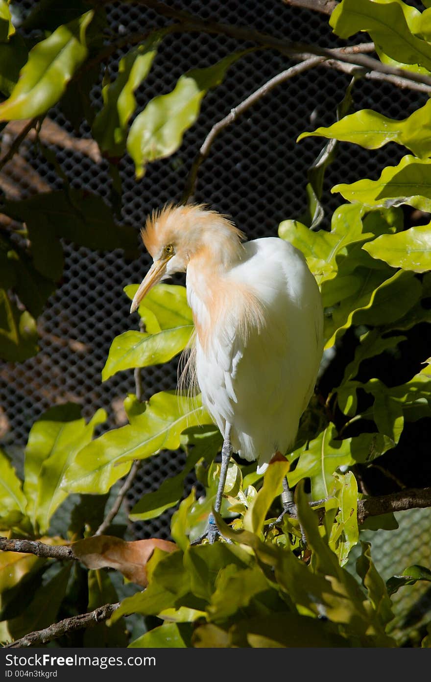 Cattle Egret Closeup