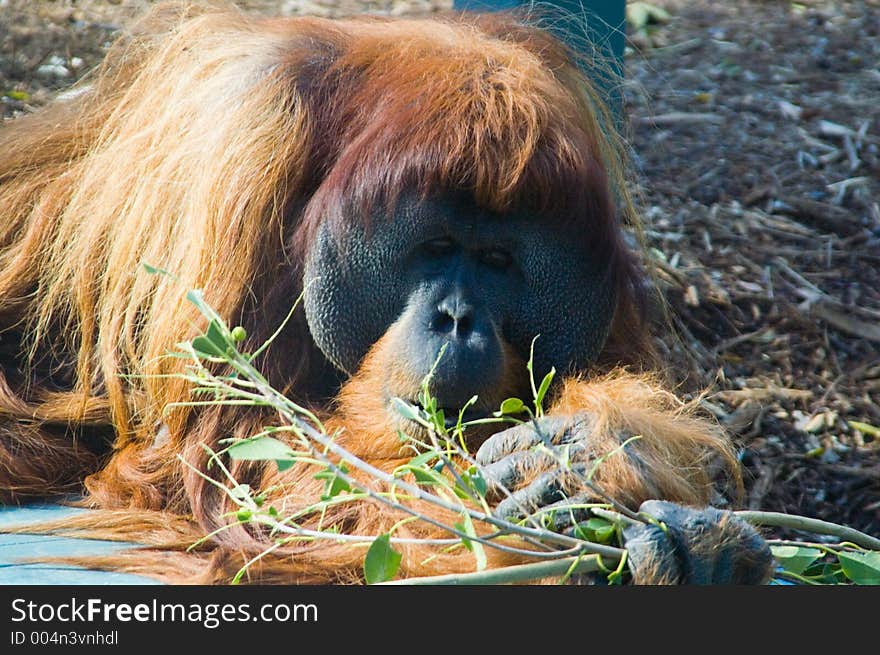 Bamboo Munching Orangutang