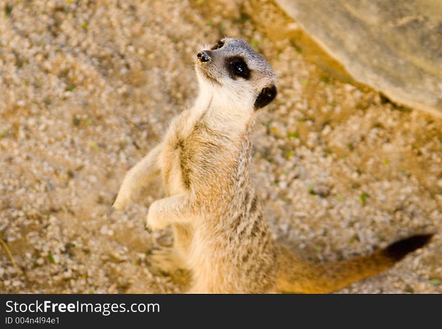 A meerkat looks for a handout of grubs. A meerkat looks for a handout of grubs.