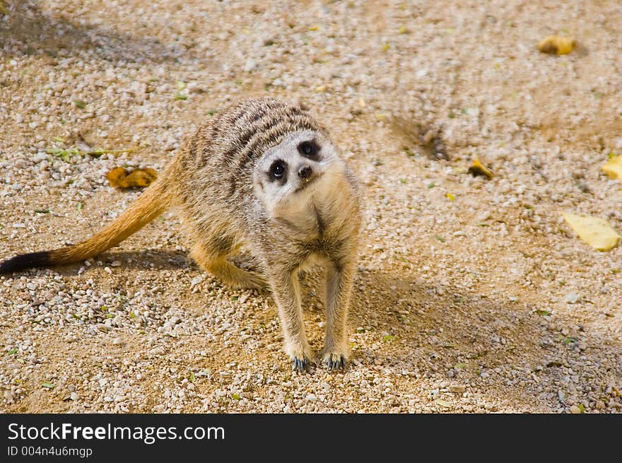 A meerkat looking for food. A meerkat looking for food.