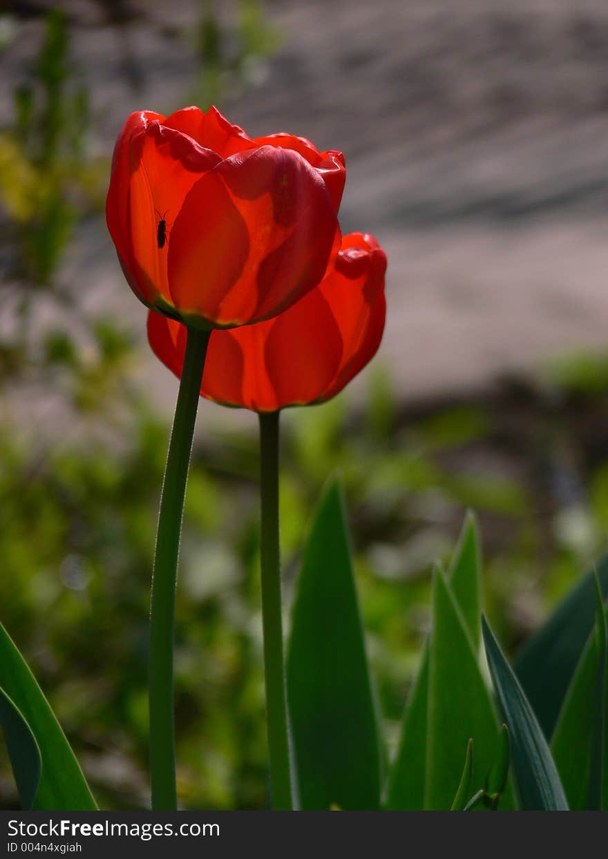 Red Tulips