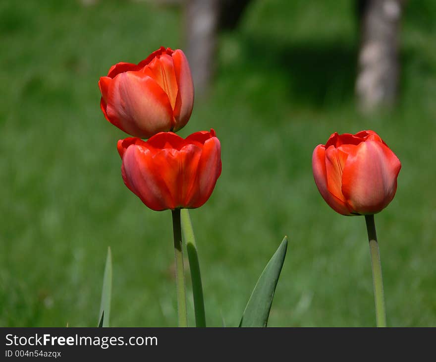 Red Tulips