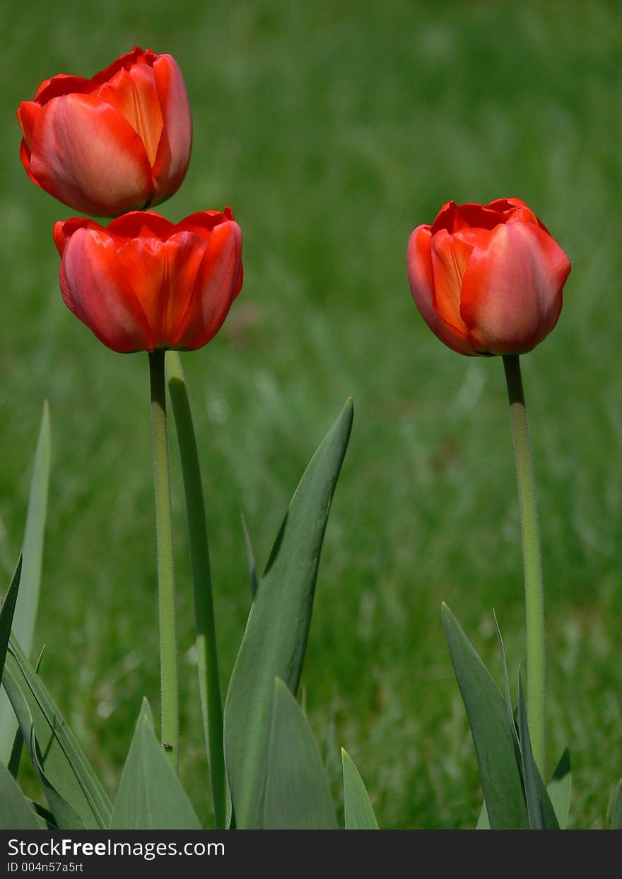 Red tulips in green background