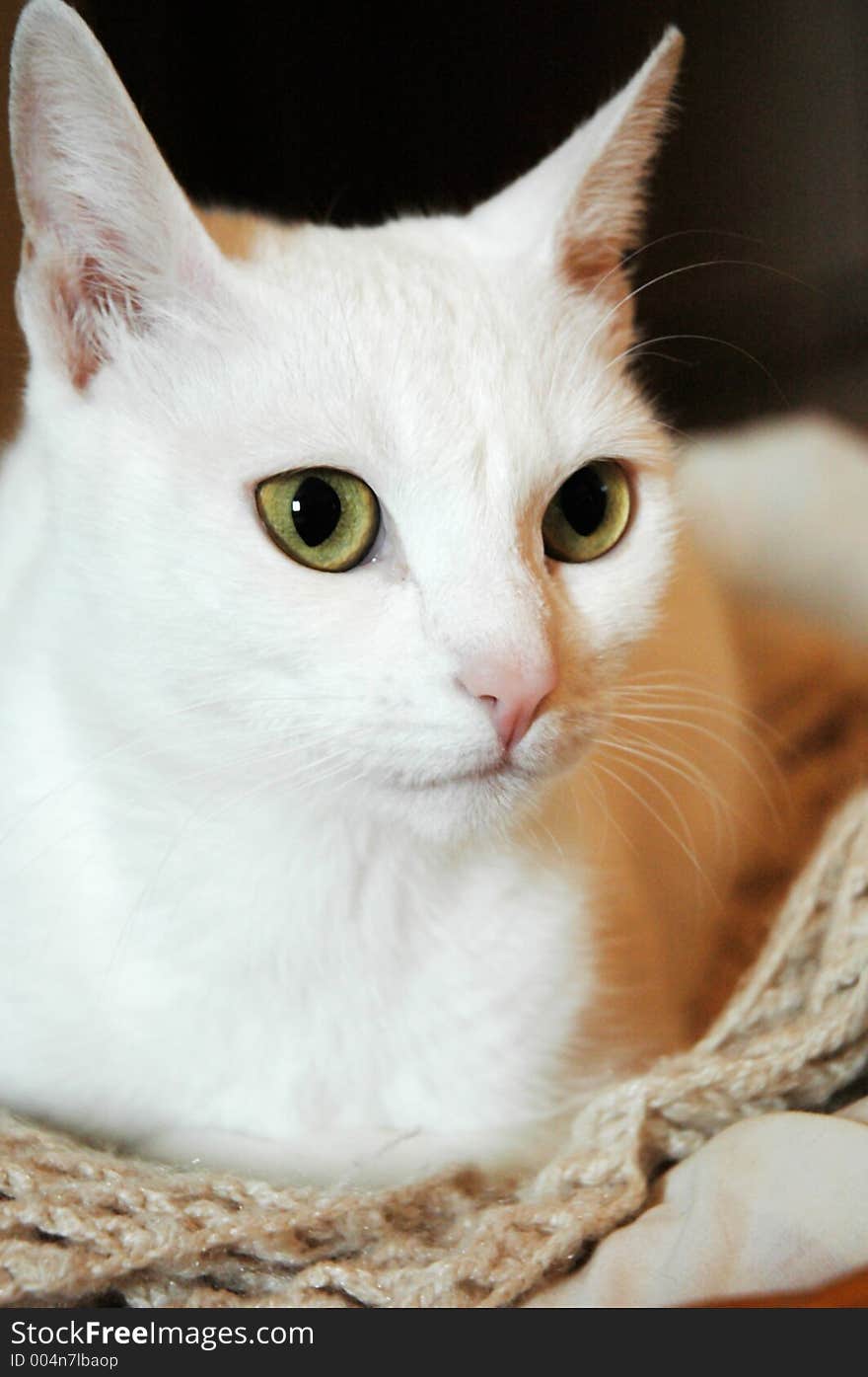 Bastet the cat, sitting in her basket. Bastet the cat, sitting in her basket