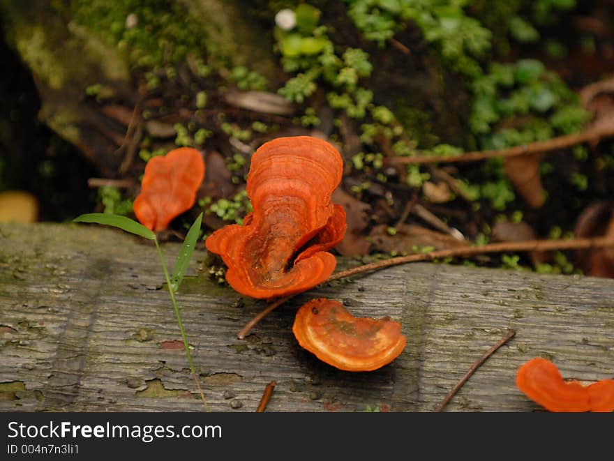 Was out for a walk on sunday and cant resist to snap this Mushroom growing on a dead log, not sure if edible. Was out for a walk on sunday and cant resist to snap this Mushroom growing on a dead log, not sure if edible.