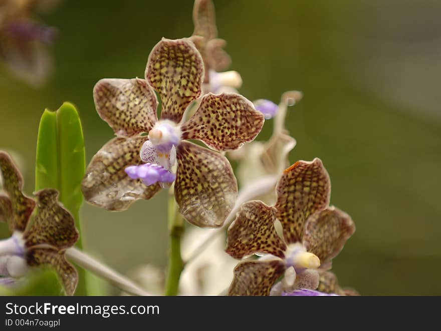 Brown Orchid. Brown Orchid