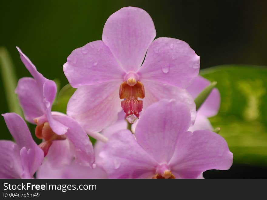 Wet Purple Orchid. Wet Purple Orchid