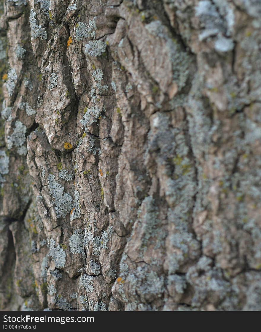 Close up of rough bark with lichen. Close up of rough bark with lichen