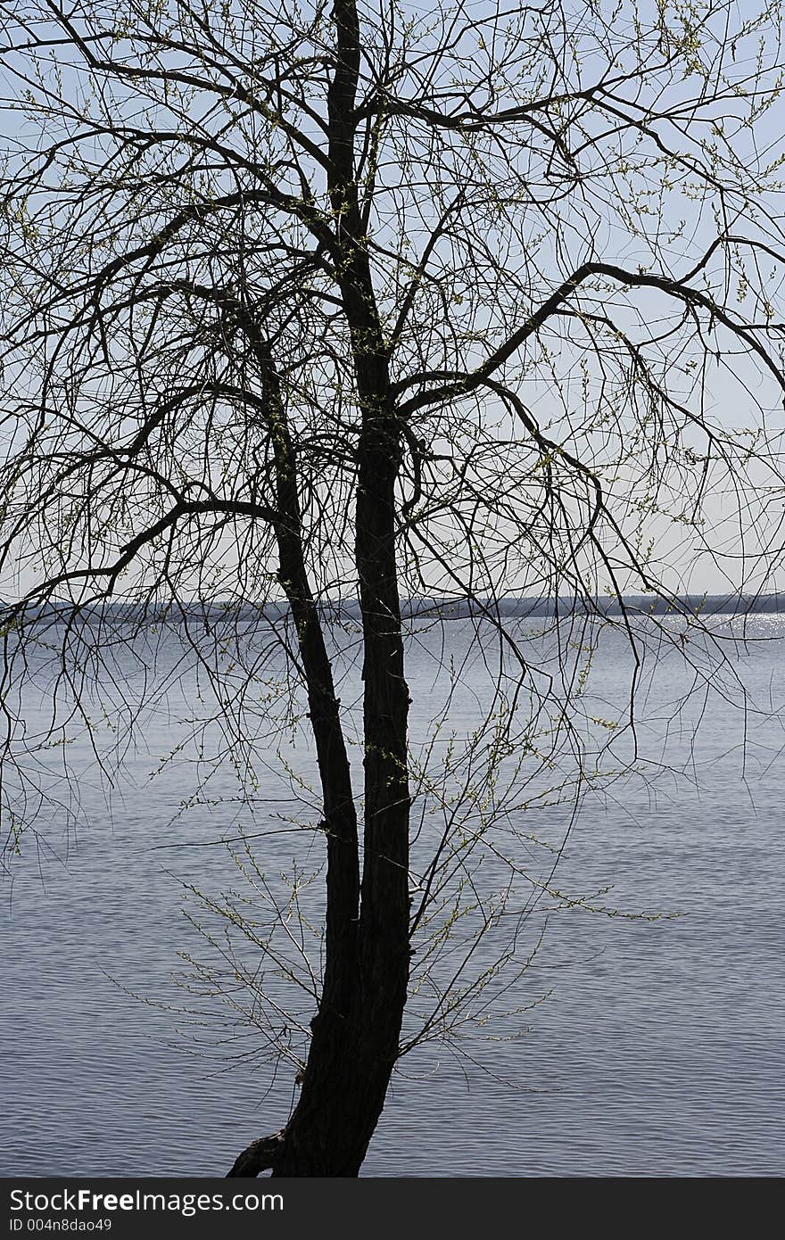 Backlit riverside tree