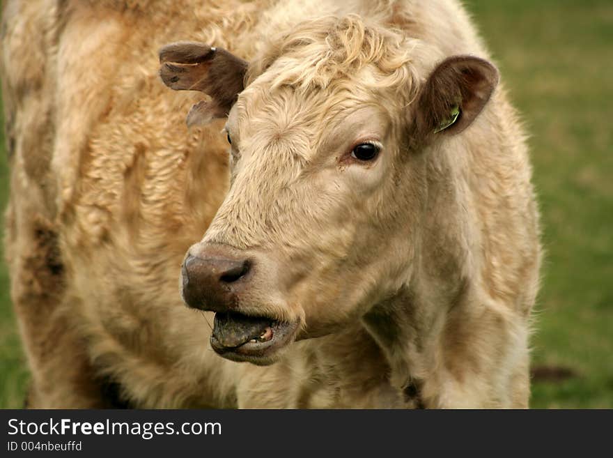 Cow blearing for her calf. Cow blearing for her calf