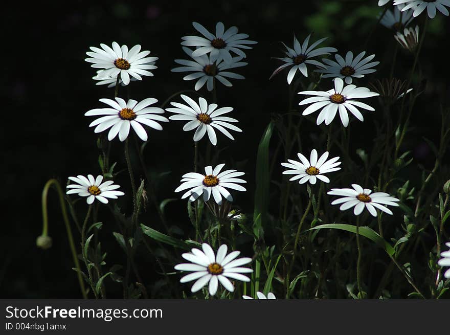 White daisies in a field. White daisies in a field.