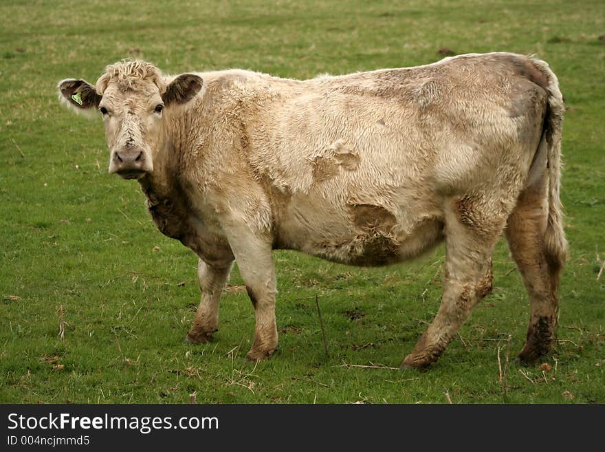 Pregnant cow