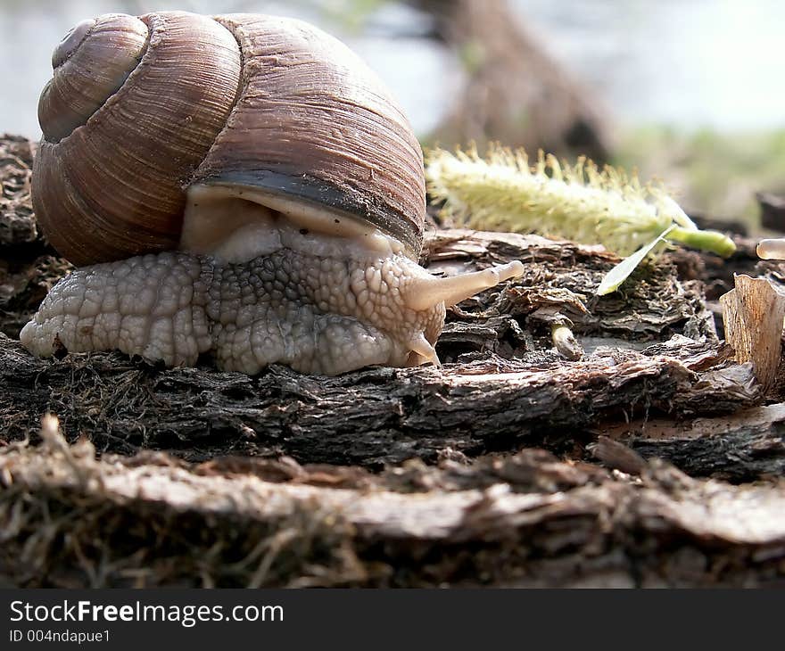 Snail close-up