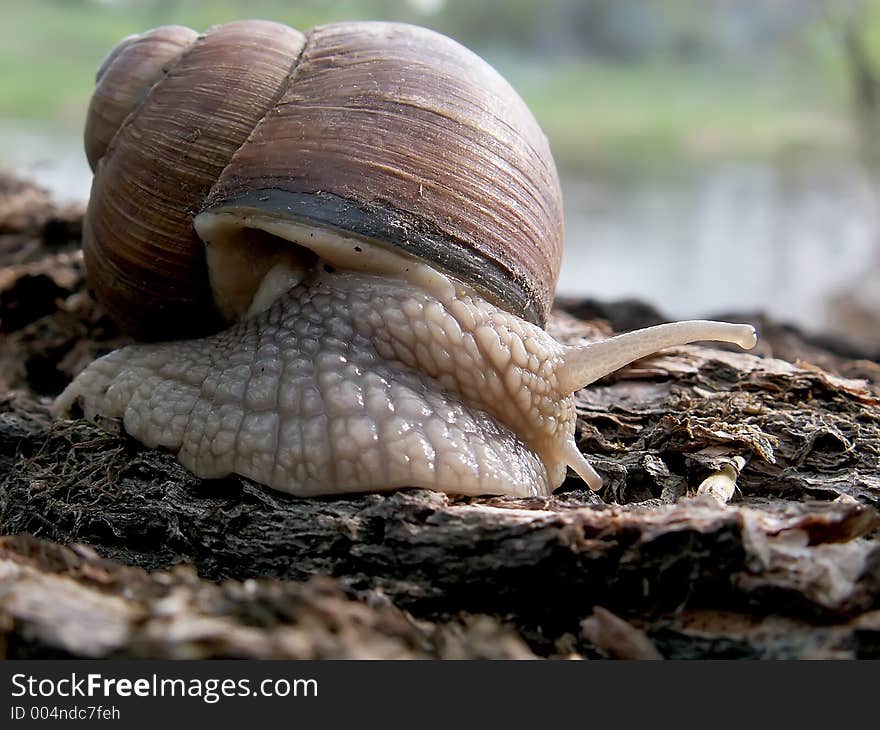 Snail on a tree