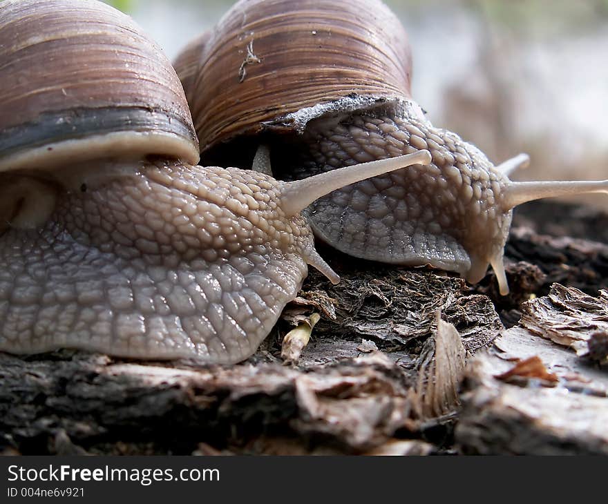 Couple of snails