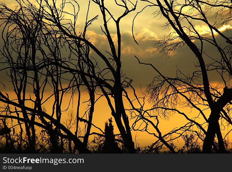 Trees in dusk