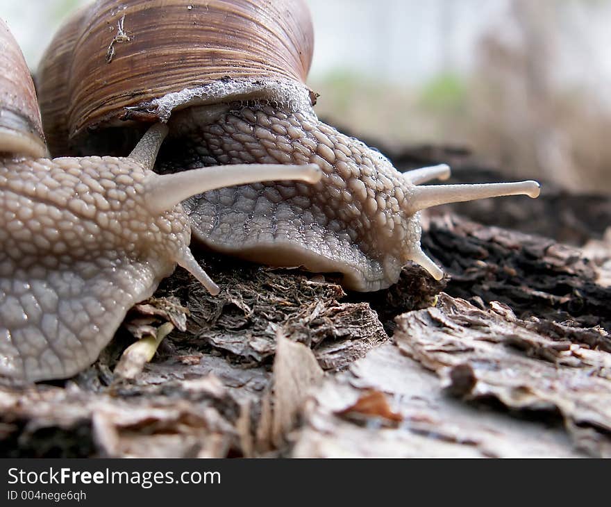 Couple of snails