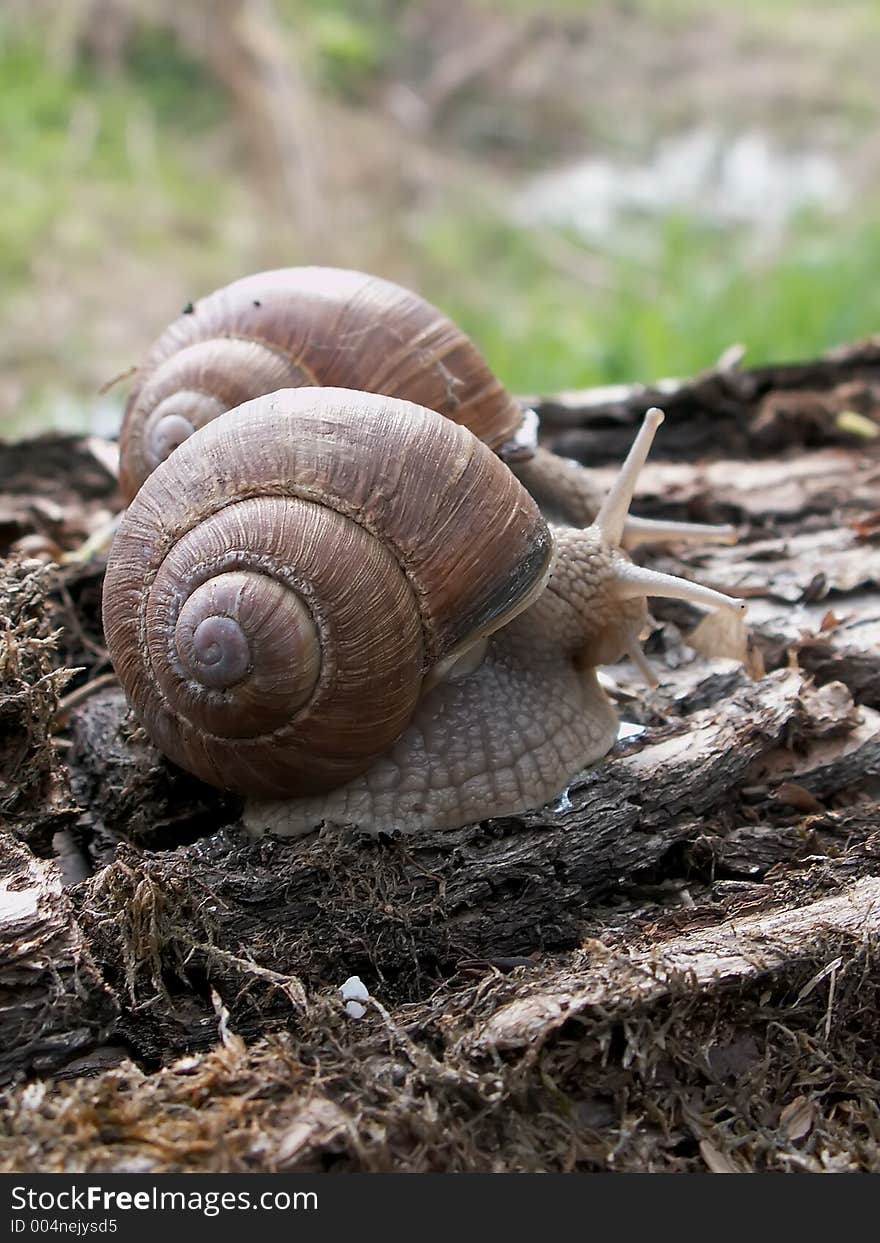 Couple of snails