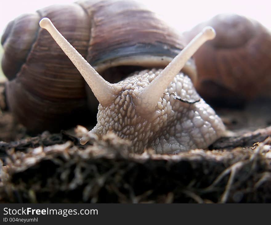 Snail