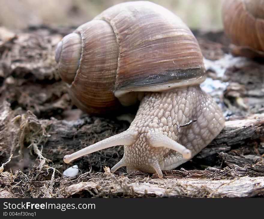 Snail close-up